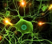 peluang kerja lulusan biologi