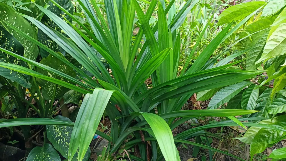 morfologi tanaman pandan